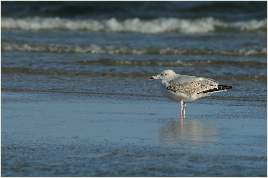 Silbermöwe (Larus argentatus)