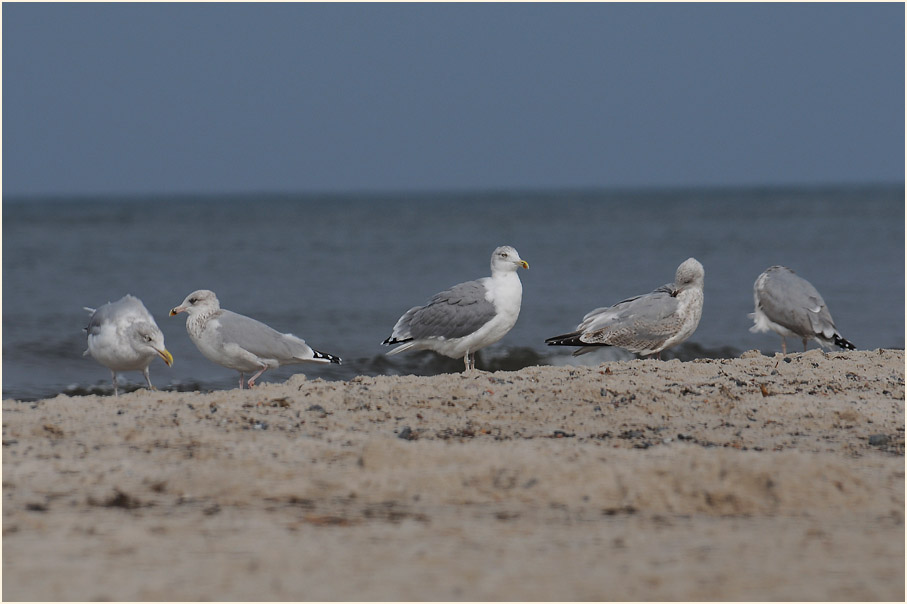 Silbermöwe (Larus argentatus)