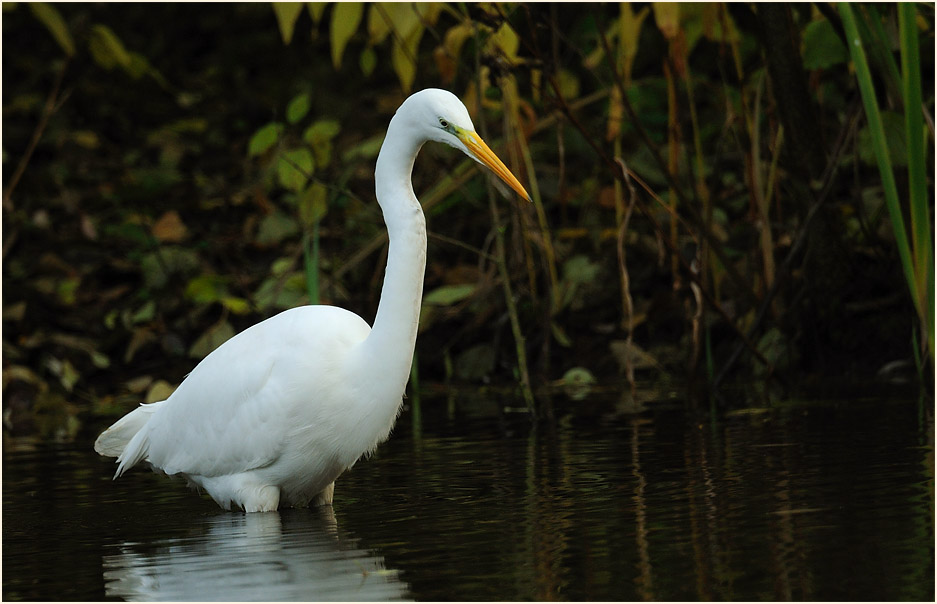 Silberreiher (Casmerodius albus)