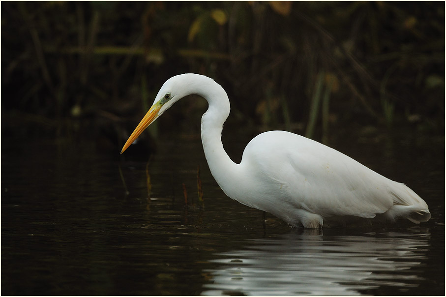 Silberreiher (Casmerodius albus)