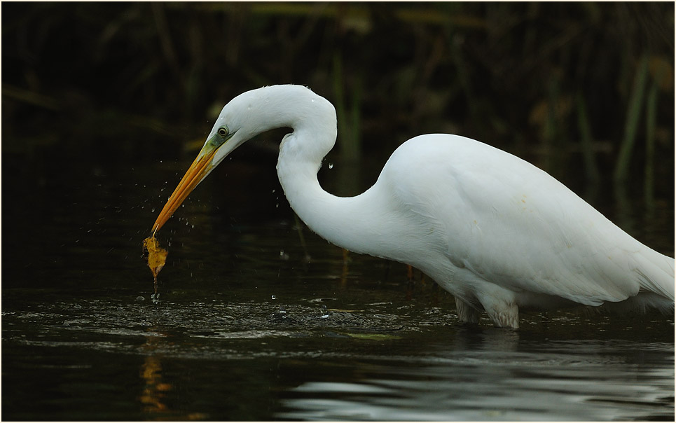 Silberreiher (Casmerodius albus)