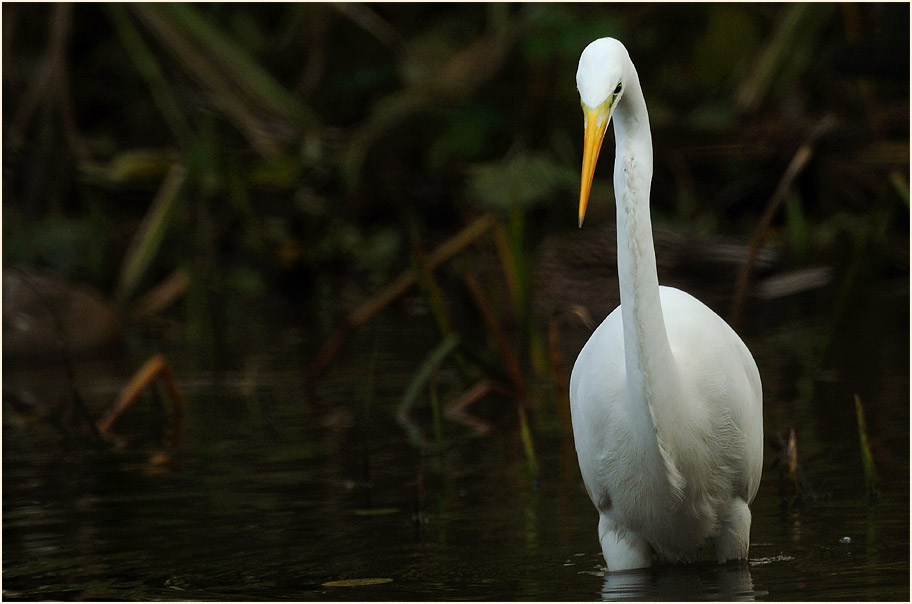 Silberreiher (Casmerodius albus)
