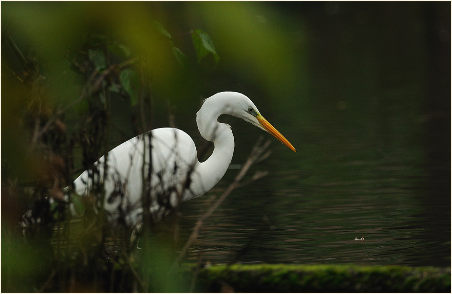 Silberreiher (Casmerodius albus)