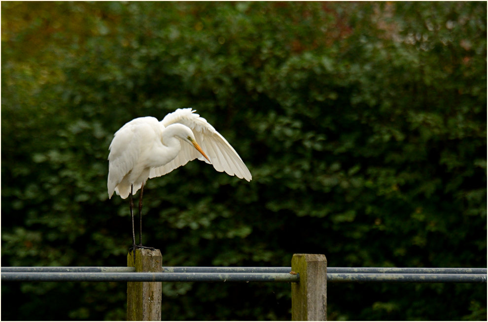 Silberreiher (Casmerodius albus)