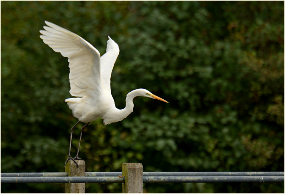 Silberreiher (Casmerodius albus)