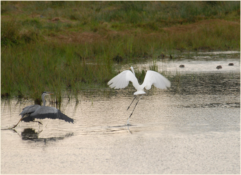Silberreiher (Casmerodius albus)