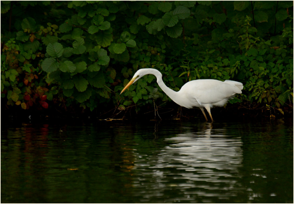 Silberreiher (Casmerodius albus)