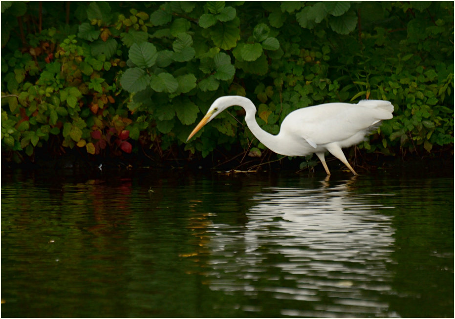 Silberreiher (Casmerodius albus)