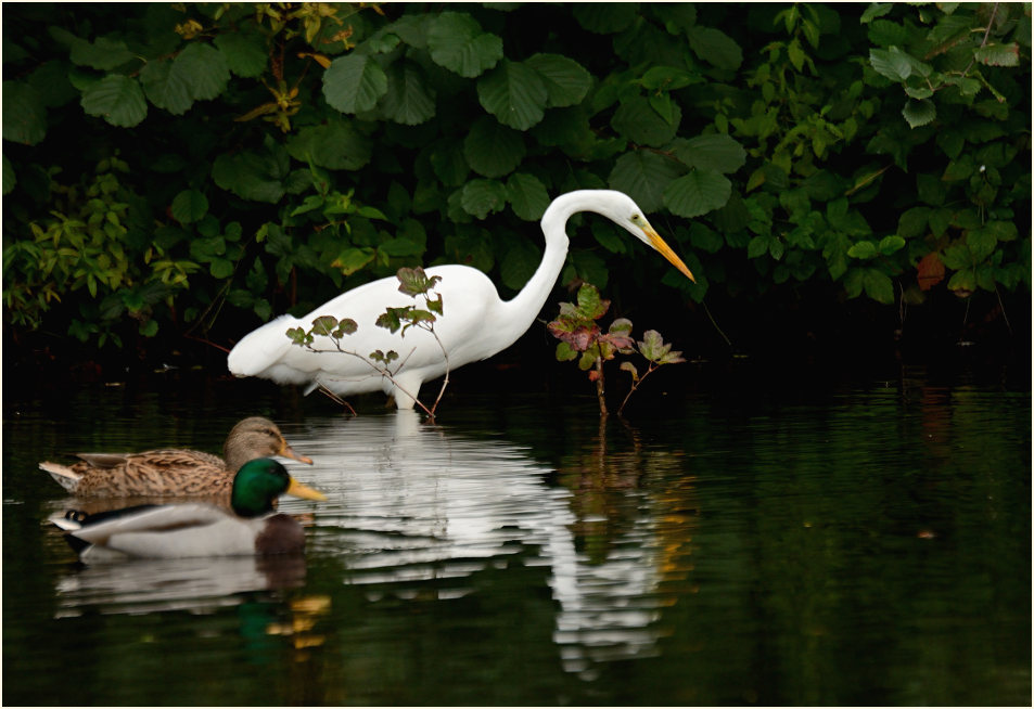 Silberreiher (Casmerodius albus)