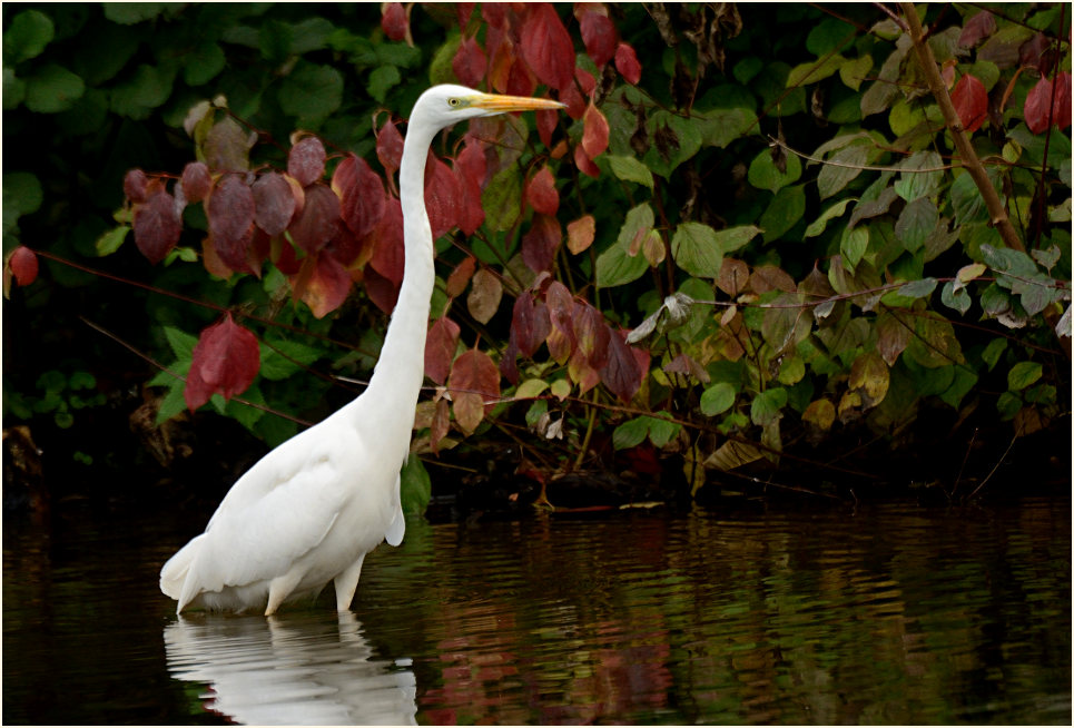Silberreiher (Casmerodius albus)
