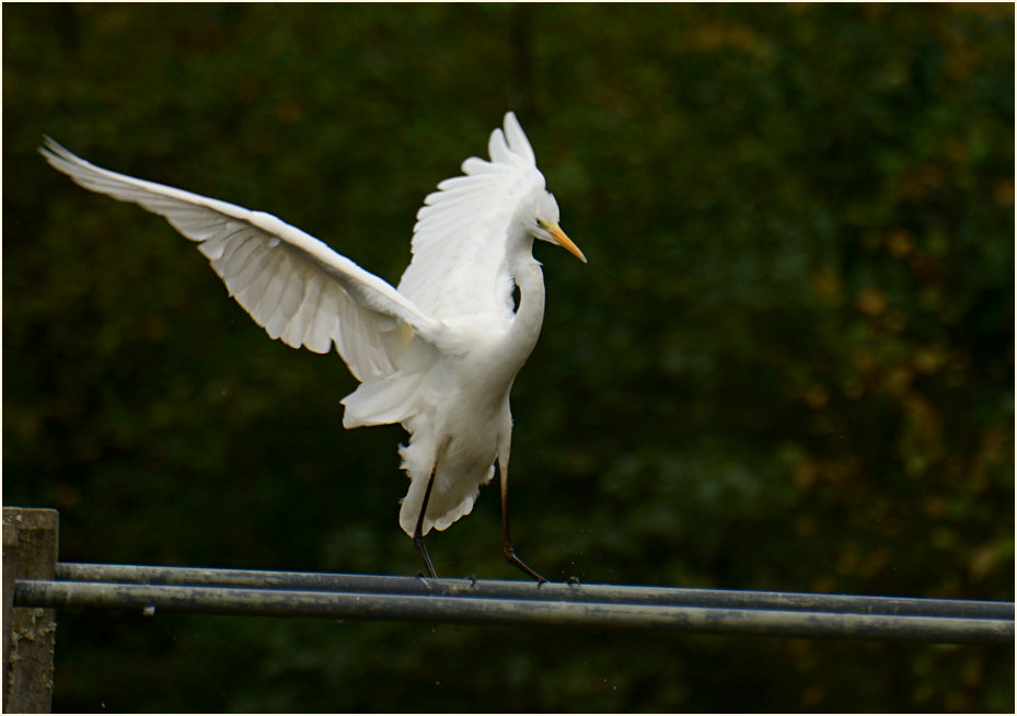 Silberreiher (Casmerodius albus)