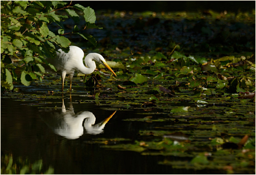Silberreiher (Casmerodius albus)