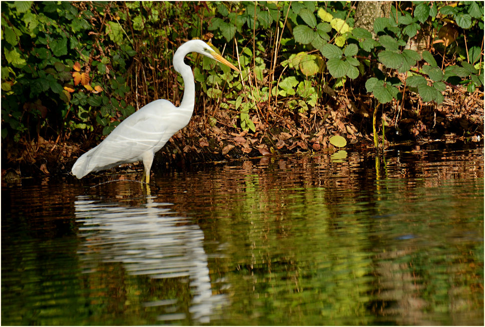 Silberreiher (Casmerodius albus)