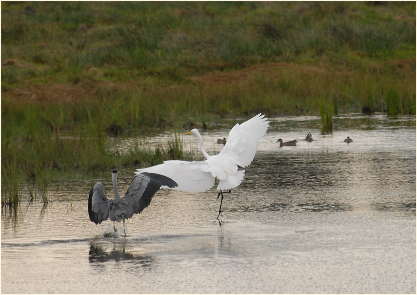 Silberreiher (Casmerodius albus)