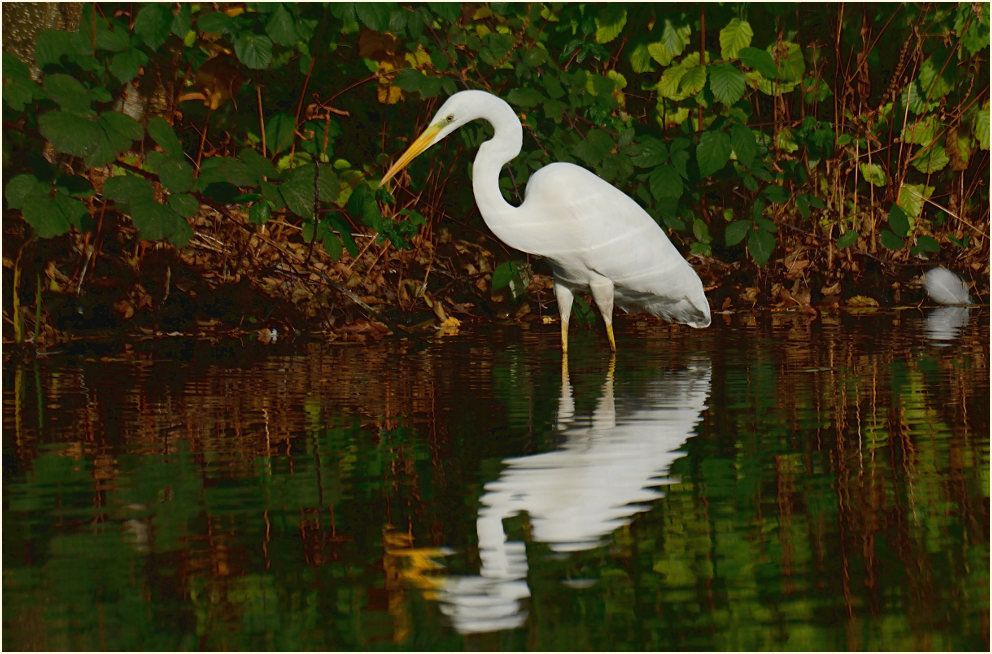 Silberreiher (Casmerodius albus)