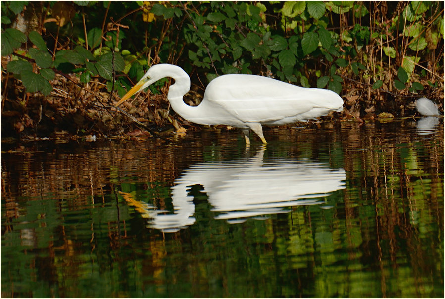 Silberreiher (Casmerodius albus)
