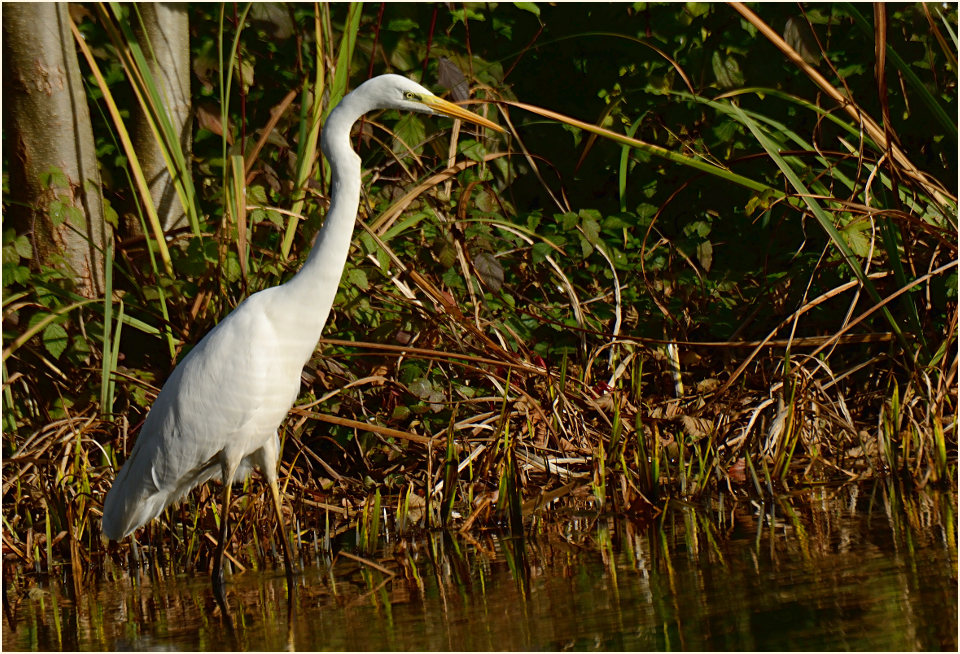 Silberreiher (Casmerodius albus)