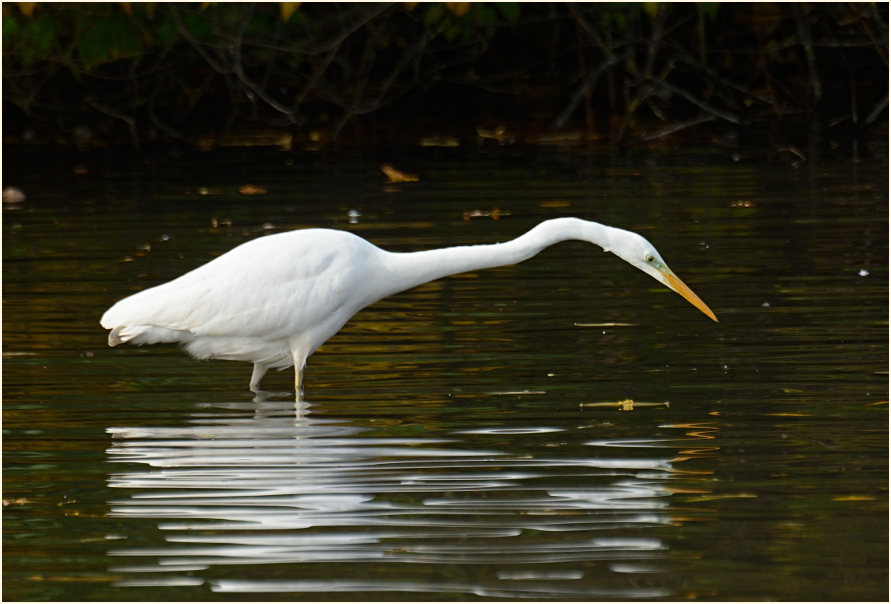 Silberreiher (Casmerodius albus)