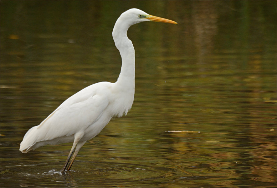 Silberreiher (Casmerodius albus)