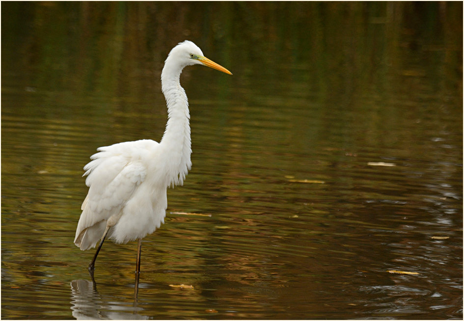 Silberreiher (Casmerodius albus)