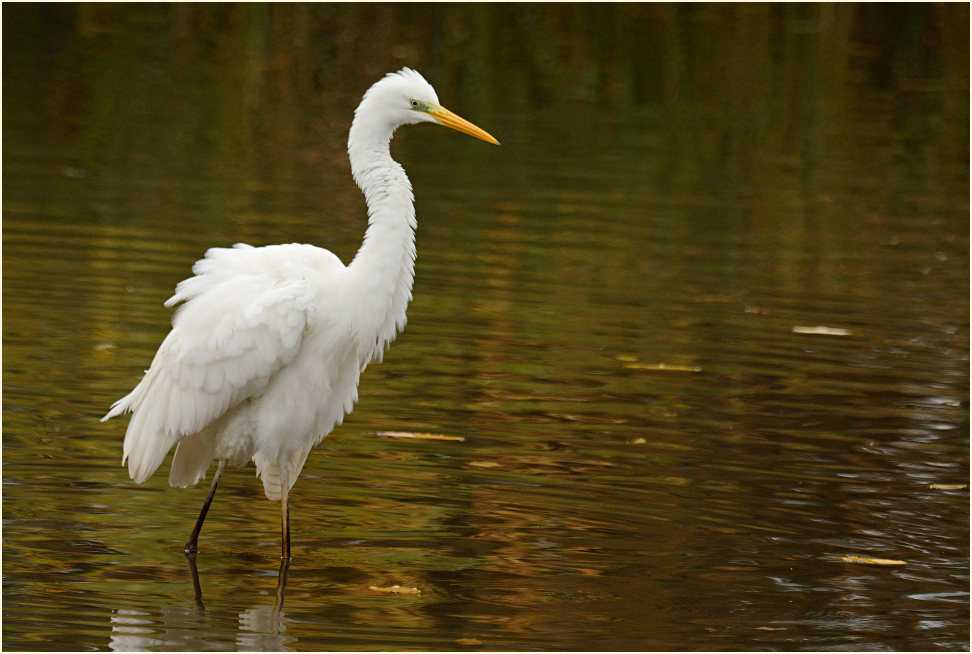 Silberreiher (Casmerodius albus)