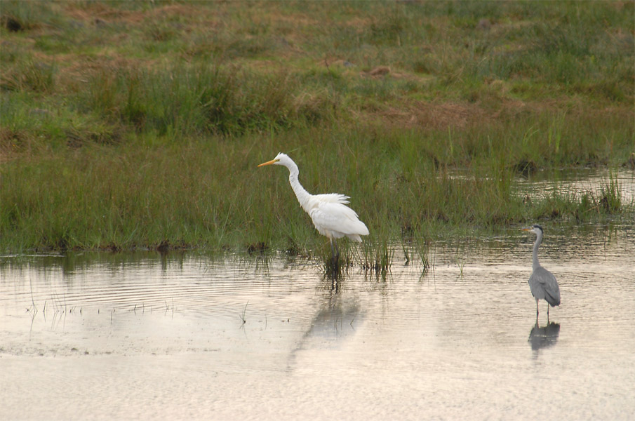 Silberreiher (Casmerodius albus)
