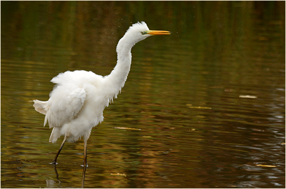 Silberreiher (Casmerodius albus)