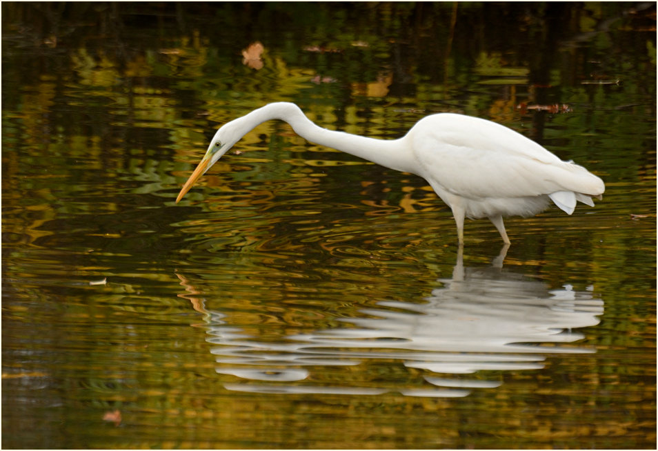 Silberreiher (Casmerodius albus)