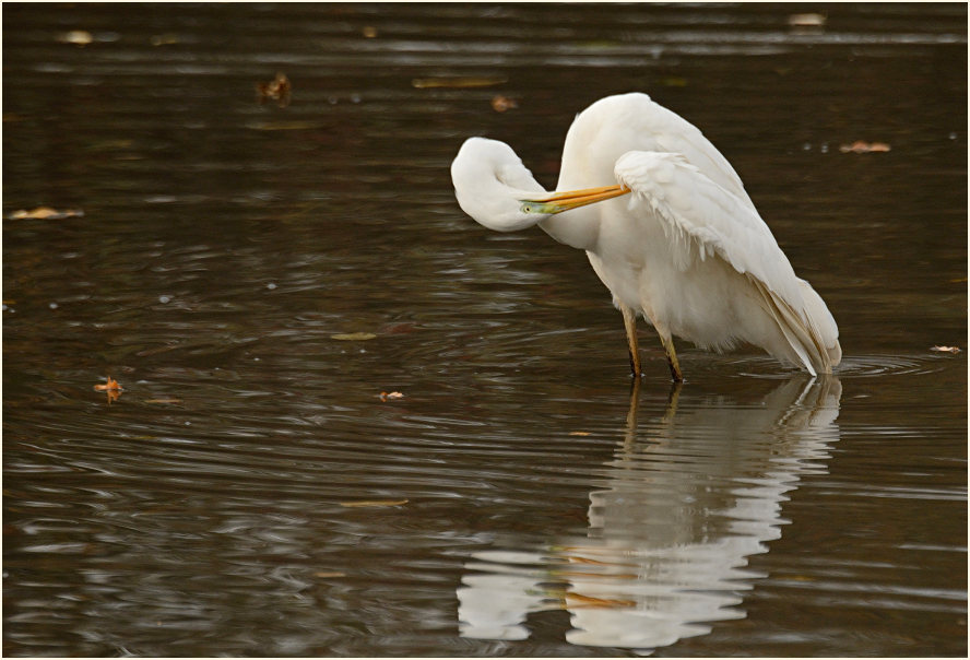 Silberreiher (Casmerodius albus)