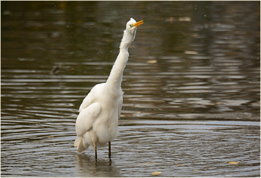 Silberreiher (Casmerodius albus)