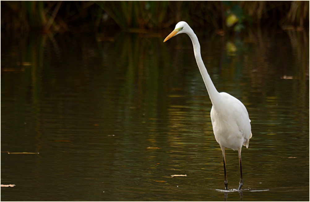 Silberreiher (Casmerodius albus)