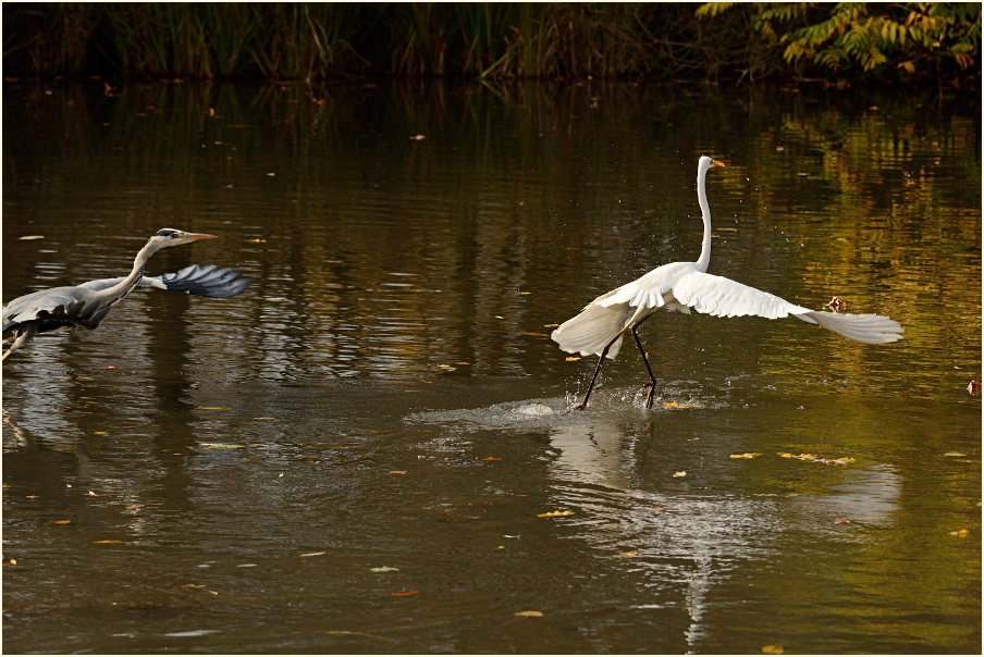 Silberreiher (Casmerodius albus)