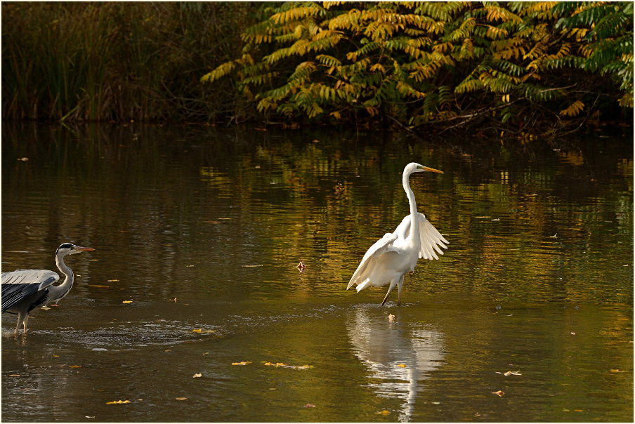 Silberreiher (Casmerodius albus)