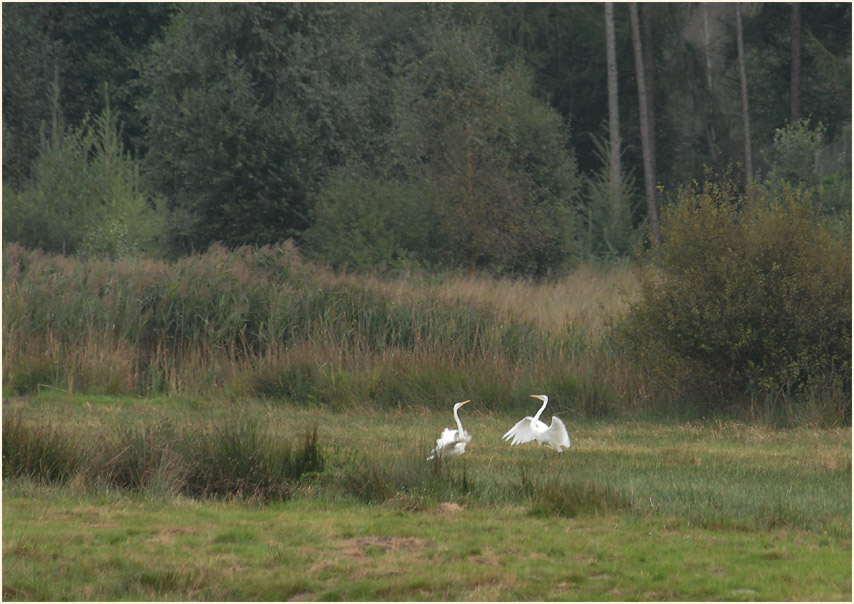 Silberreiher (Casmerodius albus)