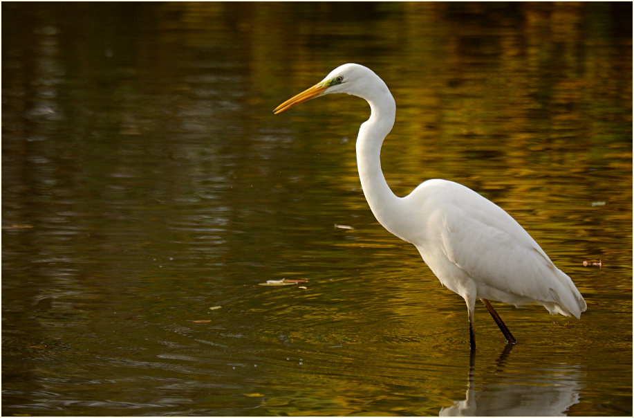 Silberreiher (Casmerodius albus)