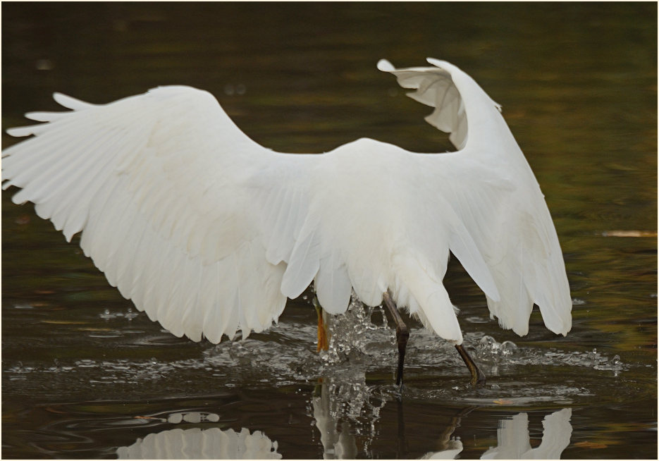 Silberreiher (Casmerodius albus)