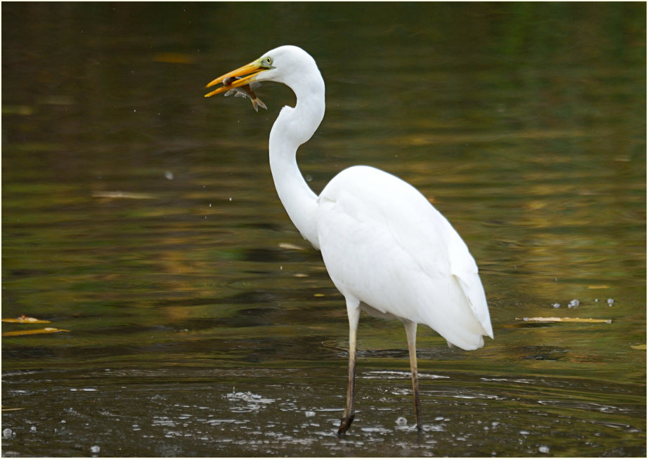Silberreiher (Casmerodius albus)