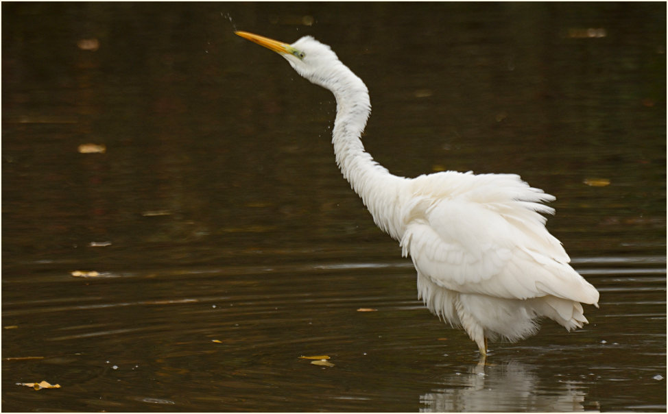 Silberreiher (Casmerodius albus)