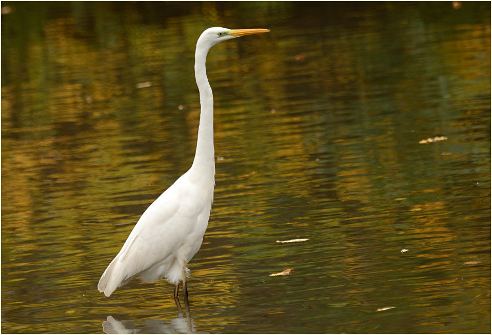 Silberreiher (Casmerodius albus)