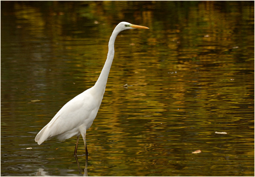 Silberreiher (Casmerodius albus)
