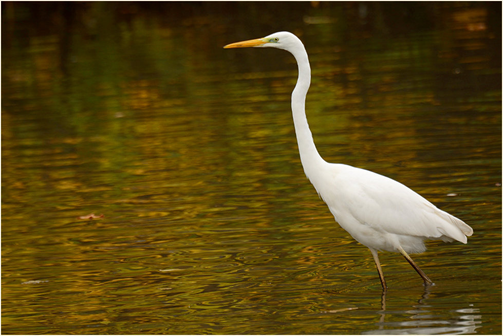 Silberreiher (Casmerodius albus)