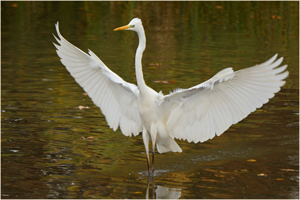 Silberreiher (Casmerodius albus)