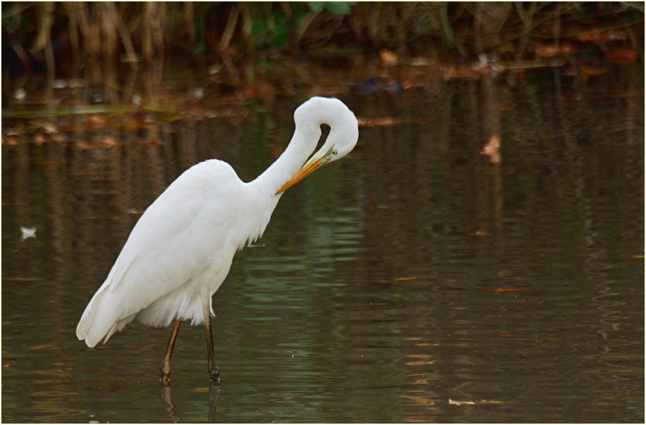Silberreiher (Casmerodius albus)