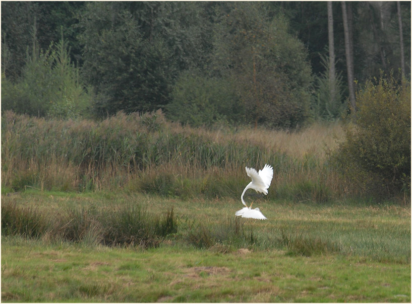 Silberreiher (Casmerodius albus)
