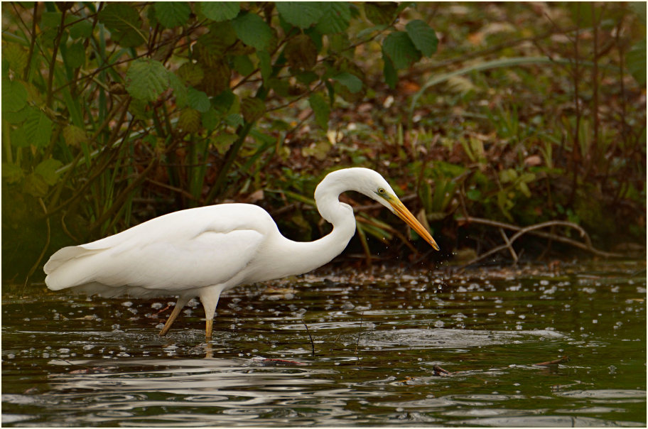 Silberreiher (Casmerodius albus)
