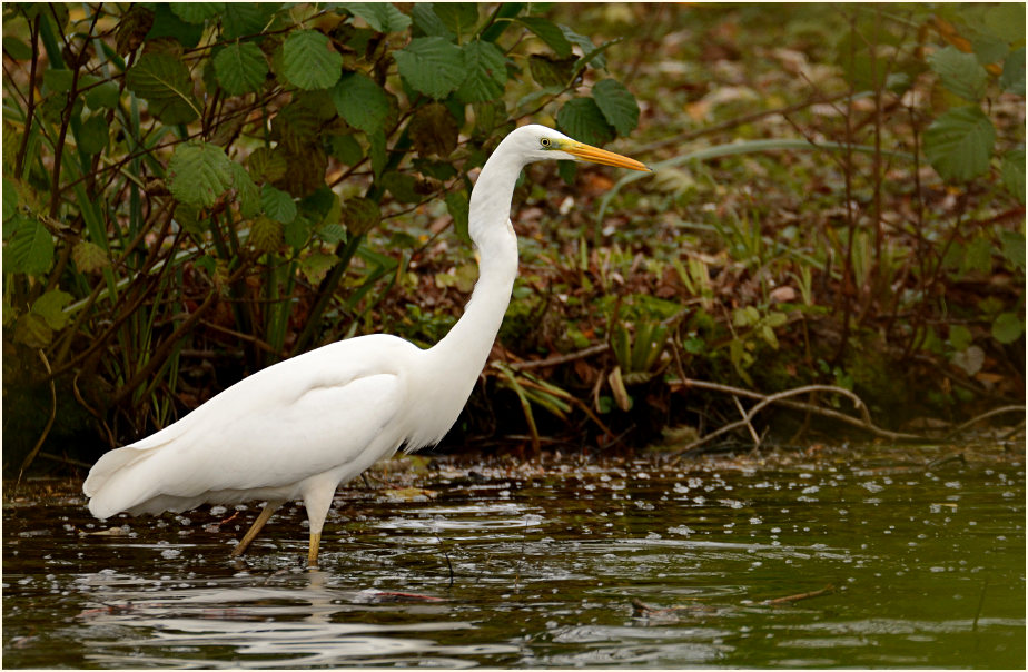 Silberreiher (Casmerodius albus)