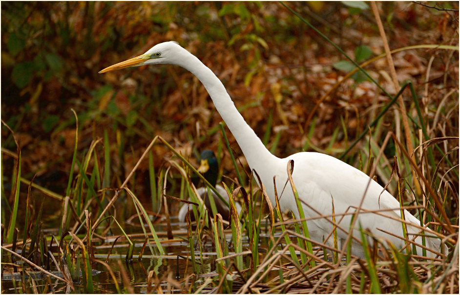 Silberreiher (Casmerodius albus)