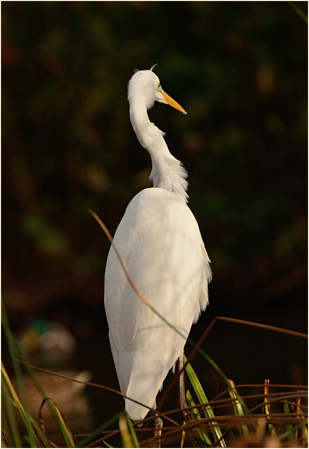 Silberreiher (Casmerodius albus)
