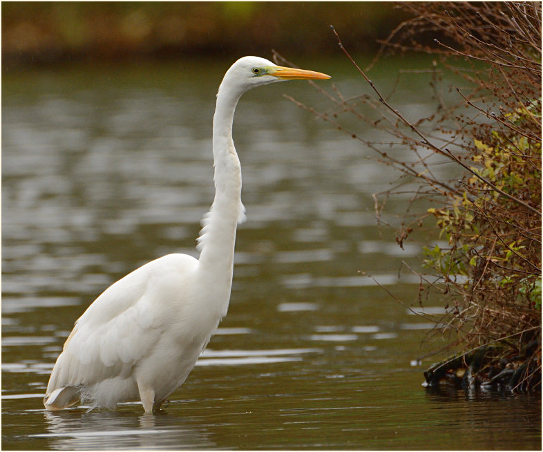 Silberreiher (Casmerodius albus)