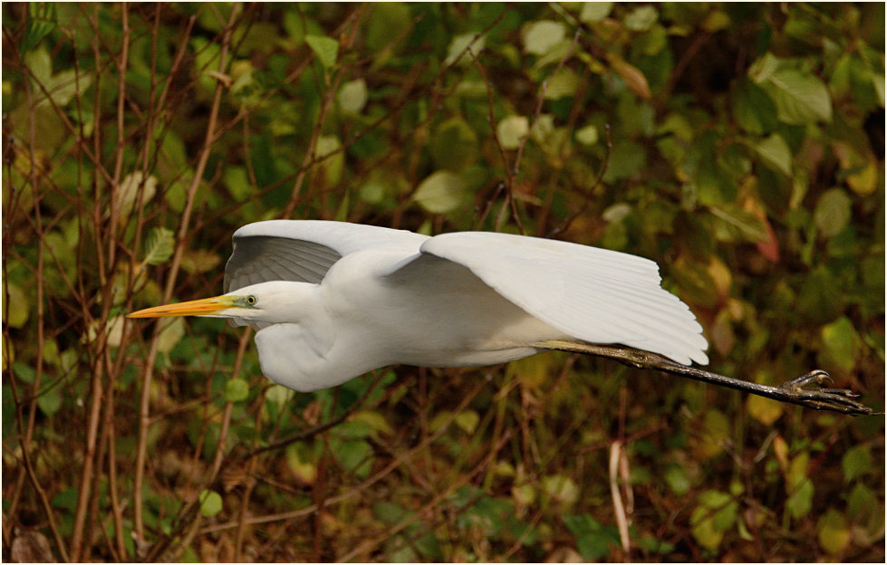 Silberreiher (Casmerodius albus)